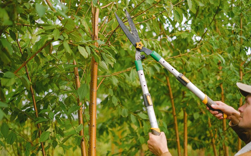 Tree trimming in Akron, CO