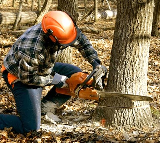 Tree Removal in Akron, CO